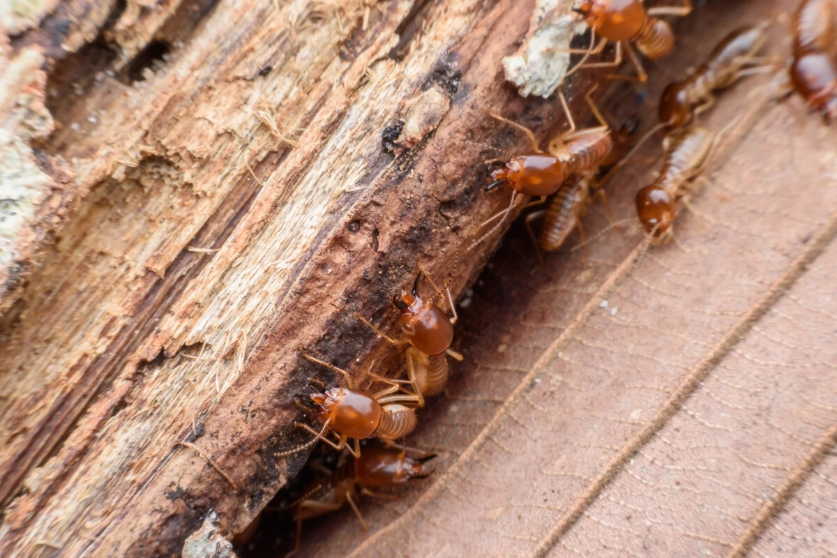 Termite Inspection Before Buying a House